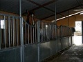 Horse Stable